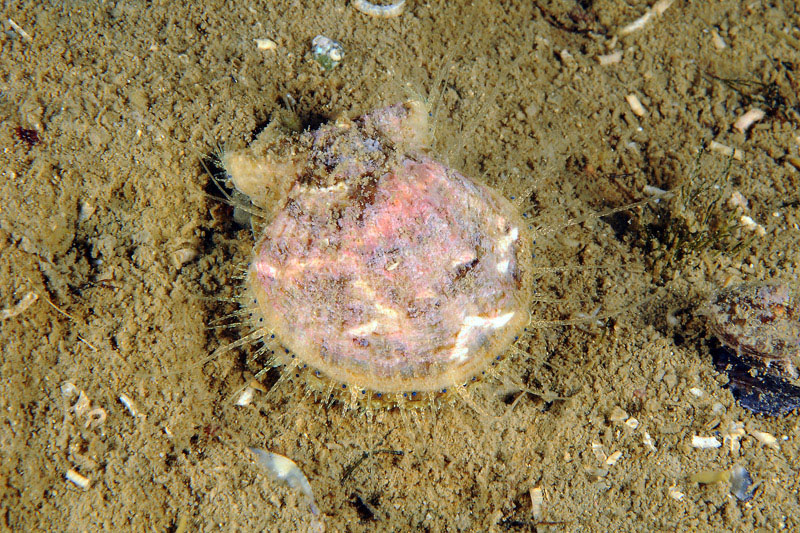 Bivalvi da determinare